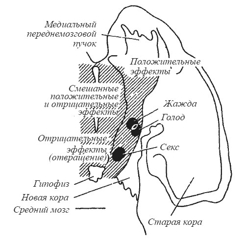 Эмоциональный мозг Эмоциональный мозг