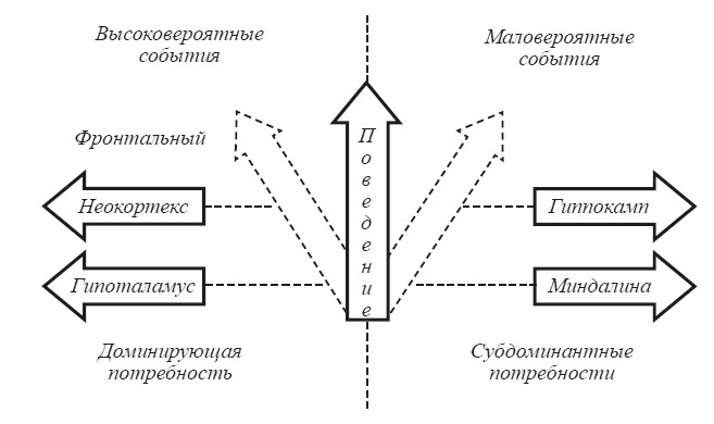 Эмоциональный мозг