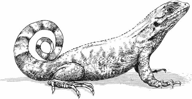 Удивительная эволюция. Биологическая история Земли в невероятных превращениях и мутациях организмов Удивительная эволюция. Биологическая история Земли в невероятных превращениях и мутациях организмов