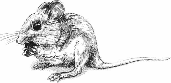 Удивительная эволюция. Биологическая история Земли в невероятных превращениях и мутациях организмов Удивительная эволюция. Биологическая история Земли в невероятных превращениях и мутациях организмов