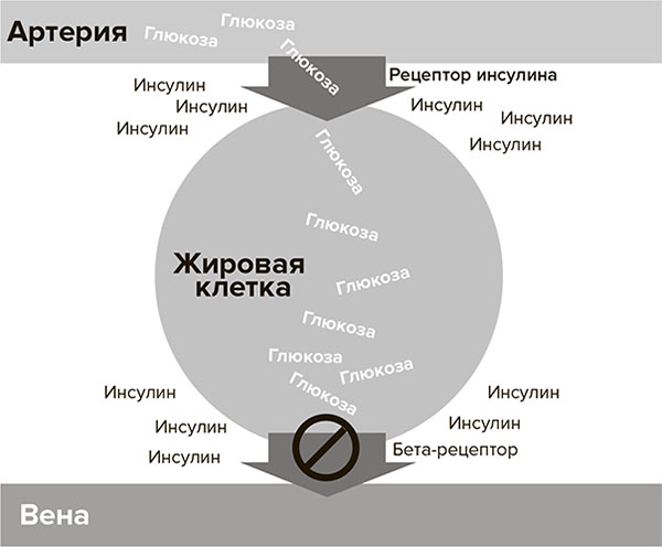Молодость навсегда. Как замедлить процессы старения и сохранить здоровье Молодость навсегда. Как замедлить процессы старения и сохранить здоровье