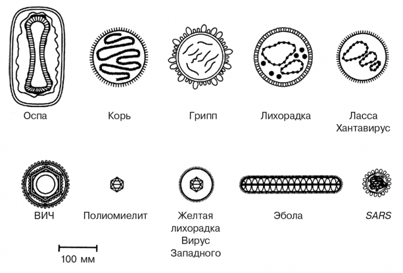 Вирусы и эпидемии в истории мира. Прошлое, настоящее и будущее Вирусы и эпидемии в истории мира. Прошлое, настоящее и будущее