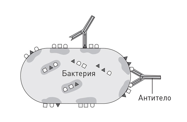 Кодекс долголетия. Что заставляет нас стареть, зачем это нужно и как «обмануть» эволюцию: пошаговое руководство Кодекс долголетия. Что заставляет нас стареть, зачем это нужно и как «обмануть» эволюцию: пошаговое руководство