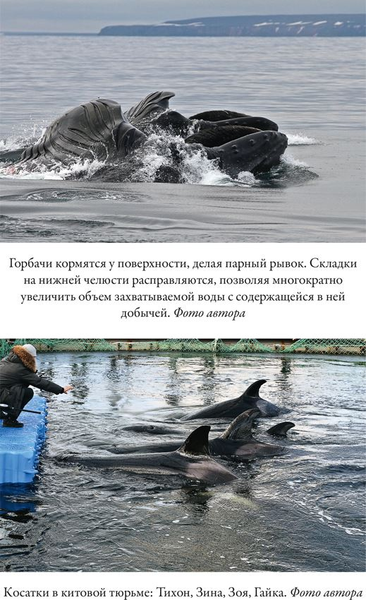 Облачно, возможны косатки