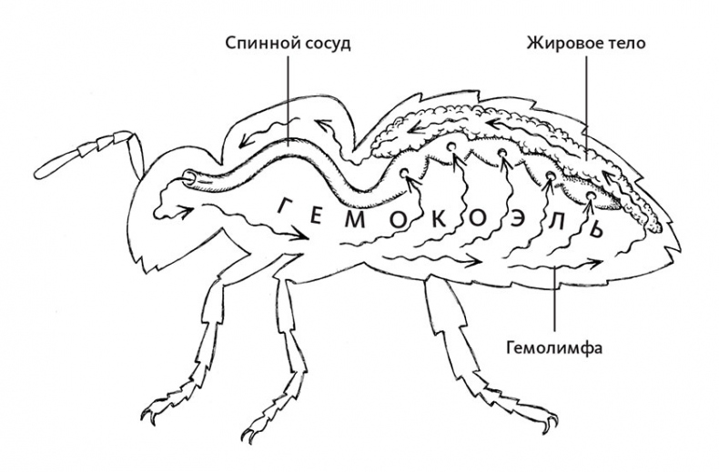 Пламенный насос. Естественная история сердца