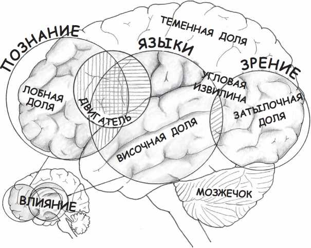 Читающий мозг в цифровом мире Читающий мозг в цифровом мире