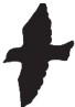 Стая Стая