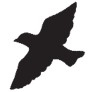 Стая Стая