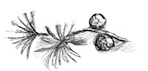 Говорящий лес Говорящий лес