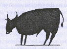 Кок'н'булл Кок'н'булл