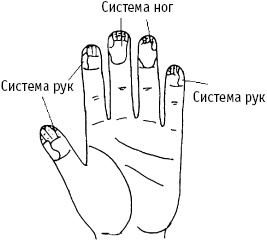 Большой атлас целительных точек. Китайская медицина на страже здоровья и долголетия Большой атлас целительных точек. Китайская медицина на страже здоровья и долголетия