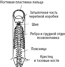 Большой атлас целительных точек. Китайская медицина на страже здоровья и долголетия Большой атлас целительных точек. Китайская медицина на страже здоровья и долголетия