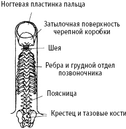 Большой атлас целительных точек. Китайская медицина на страже здоровья и долголетия Большой атлас целительных точек. Китайская медицина на страже здоровья и долголетия