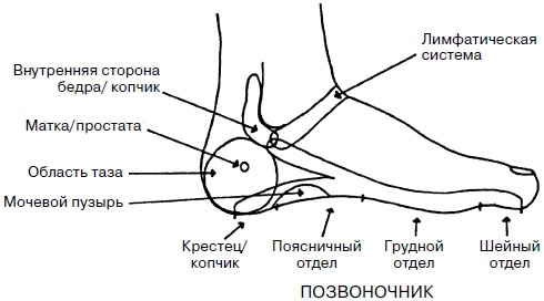 Целительные точки нашего тела. Практический атлас Целительные точки нашего тела. Практический атлас