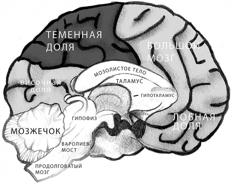 Совершенный мозг Совершенный мозг