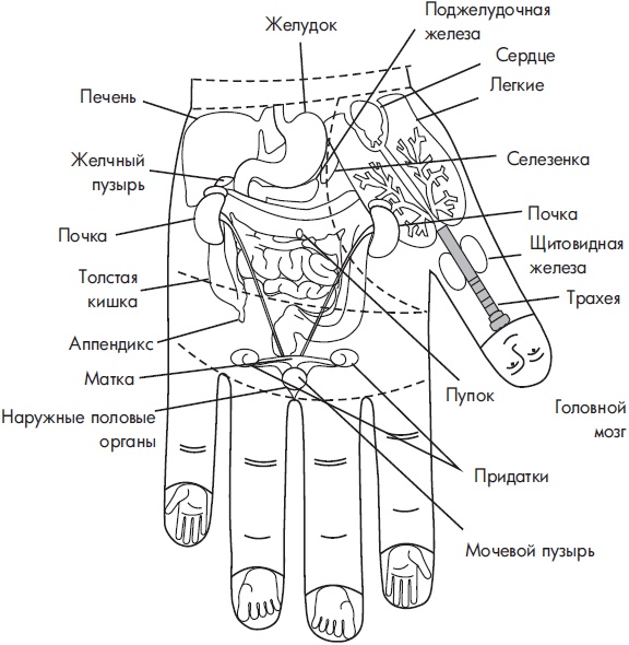 Су-Джок. Самодиагностика и лечение Су-Джок. Самодиагностика и лечение