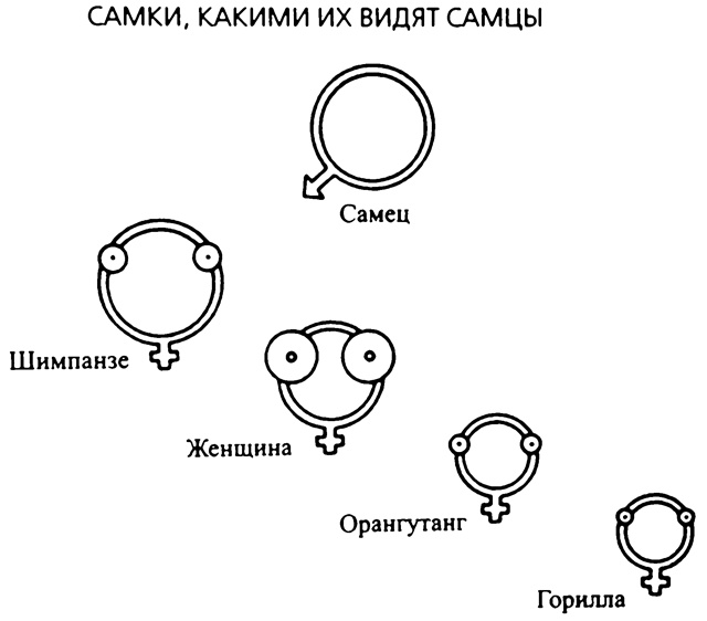 Третий шимпанзе Третий шимпанзе
