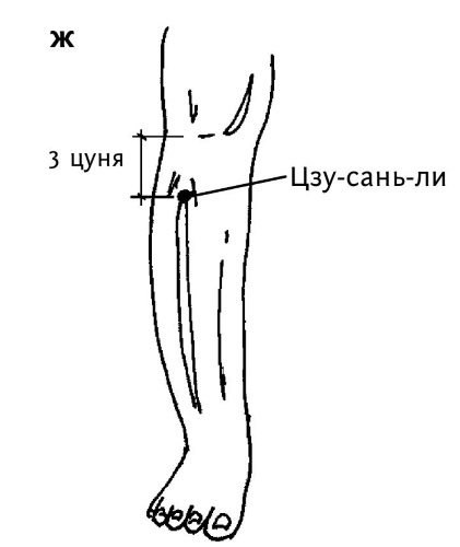 Цзу Сань Ли Фото