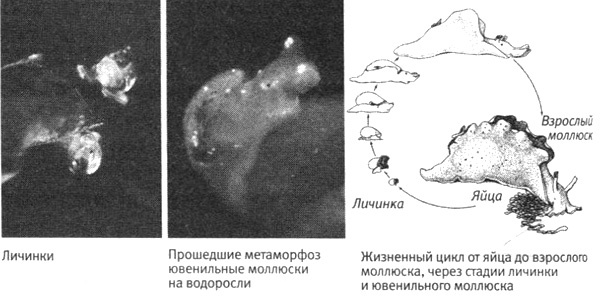 В поисках памяти В поисках памяти