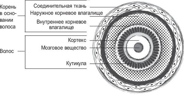 Вселенная внутри вас Вселенная внутри вас