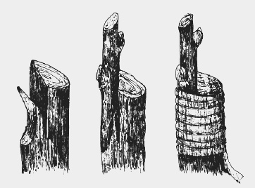 Вишня, черешня. Сорта, выращивание, уход, заготовки Вишня, черешня. Сорта, выращивание, уход, заготовки