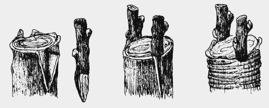 Вишня, черешня. Сорта, выращивание, уход, заготовки Вишня, черешня. Сорта, выращивание, уход, заготовки