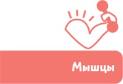 Как устроен человек Как устроен человек