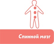 Как устроен человек Как устроен человек