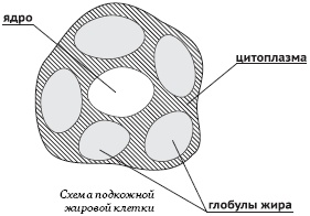 Питание и долголетие Питание и долголетие