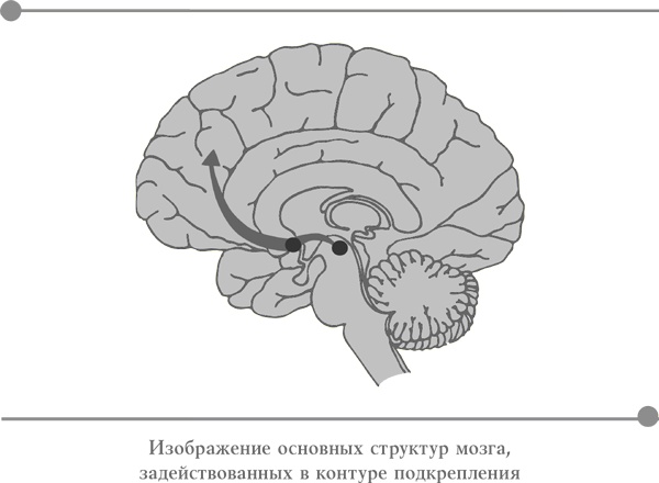 Странная девочка, которая влюбилась в мозг. Как знание нейробиологии помогает стать привлекательнее, счастливее и лучше