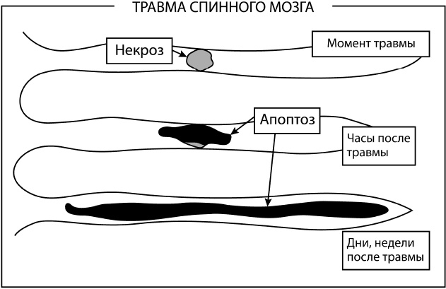 Большая книга упражнений для спины. Комплекс "Умный позвоночник" Большая книга упражнений для спины. Комплекс "Умный позвоночник"