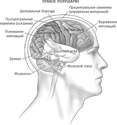 Век самопознания. Поиски бессознательного в искусстве и науке с начала XX века до наших дней Век самопознания. Поиски бессознательного в искусстве и науке с начала XX века до наших дней