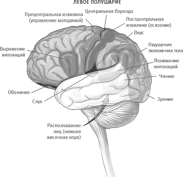 Век самопознания. Поиски бессознательного в искусстве и науке с начала XX века до наших дней Век самопознания. Поиски бессознательного в искусстве и науке с начала XX века до наших дней