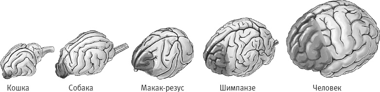 Век самопознания. Поиски бессознательного в искусстве и науке с начала XX века до наших дней Век самопознания. Поиски бессознательного в искусстве и науке с начала XX века до наших дней