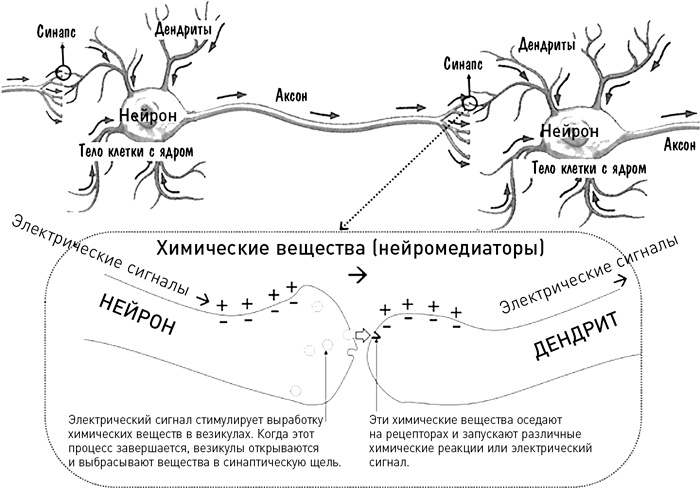 Мозг освобожденный. Как предотвратить перегрузки и использовать свой потенциал на полную мощь Мозг освобожденный. Как предотвратить перегрузки и использовать свой потенциал на полную мощь
