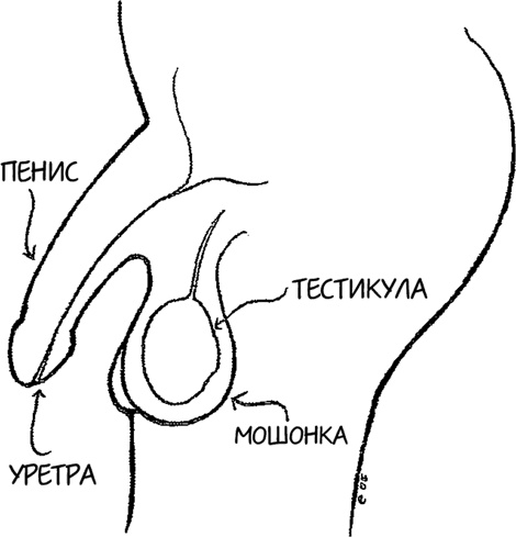 Девчонкология Девчонкология