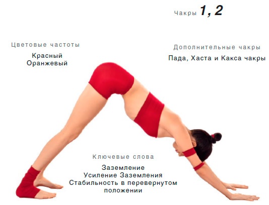Энергетика йоги. Практический курс Энергетика йоги. Практический курс
