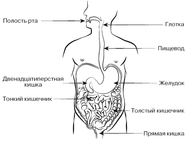 Европейское исследование. Бады, витамины, ГМО, биопродукты Европейское исследование. Бады, витамины, ГМО, биопродукты