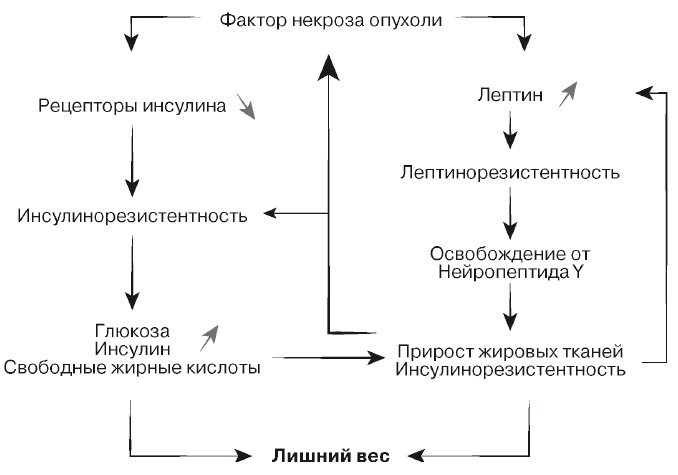 Европейское исследование. Бады, витамины, ГМО, биопродукты Европейское исследование. Бады, витамины, ГМО, биопродукты