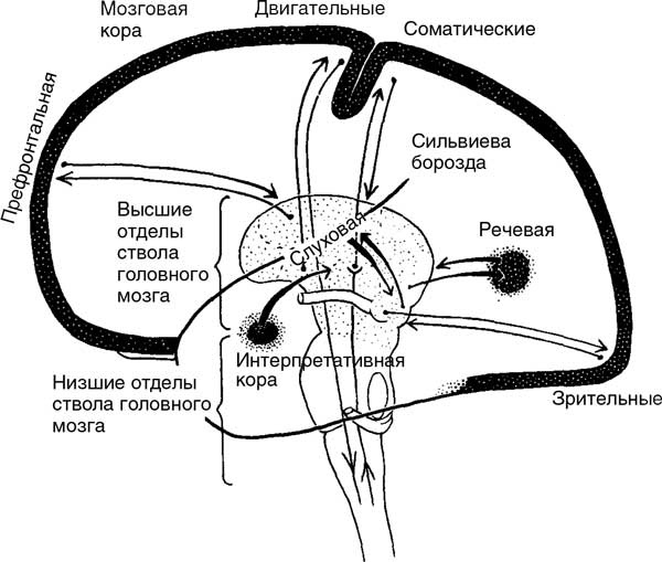 Мозг. Тайны разума