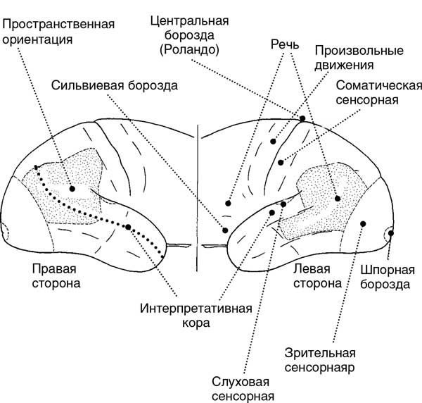 Мозг. Тайны разума