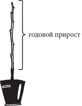 Самая полезная настольная книга садовода и огородника Самая полезная настольная книга садовода и огородника