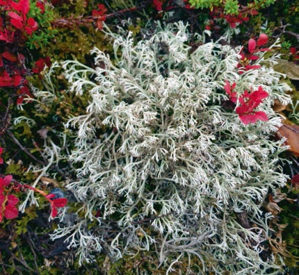 В глуши таёжной (сборник) В глуши таёжной (сборник)