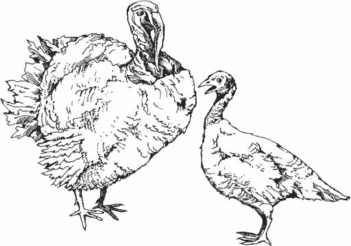 Птицеводство для начинающих. Полный справочник