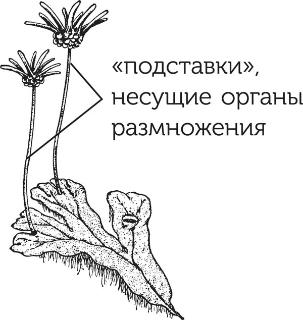 Нескучная биология Нескучная биология