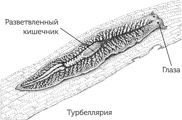 Нескучная биология Нескучная биология