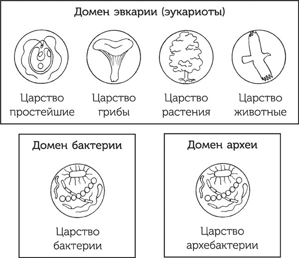 Нескучная биология Нескучная биология