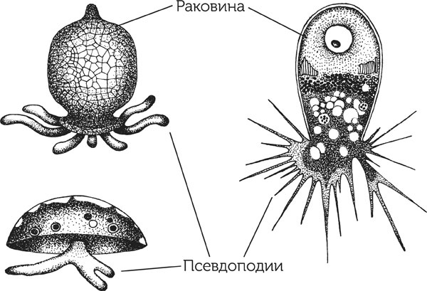 Нескучная биология Нескучная биология