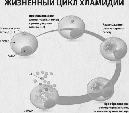 Девочка. Девушка. Женщина Девочка. Девушка. Женщина
