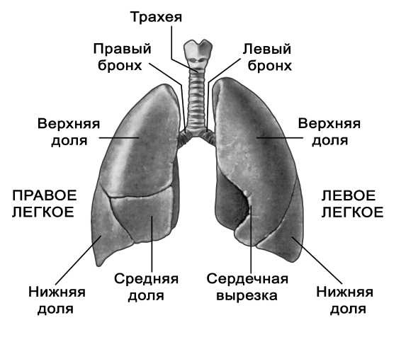 Парадоксальное дыхание для начинающих Парадоксальное дыхание для начинающих